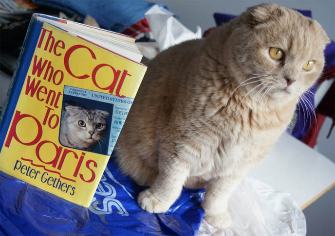 Cutest Cat in the world, earless round owl-faced teddy bear kitty, Basil Yuen Farrow. Cream yellow Scottish Fold cat with Norton books, The Cat who Went to Paris, A Cat Abroad, The Cat who Lived Forever.