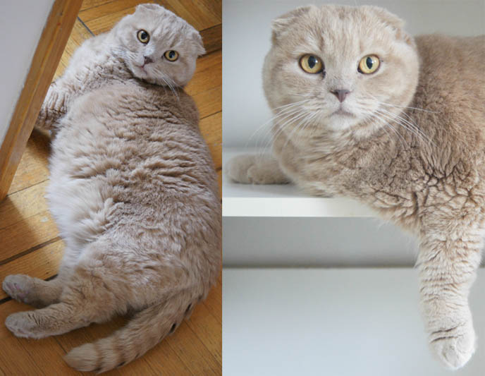 Cutest cat, Scottish Fold kitten. Fat yellow Garfield cat, round furry fat cat. Cute plush cat, foldy ears