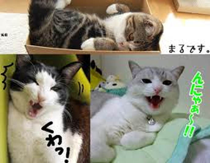 hello kitty land japan. Nihon is the land of Hello