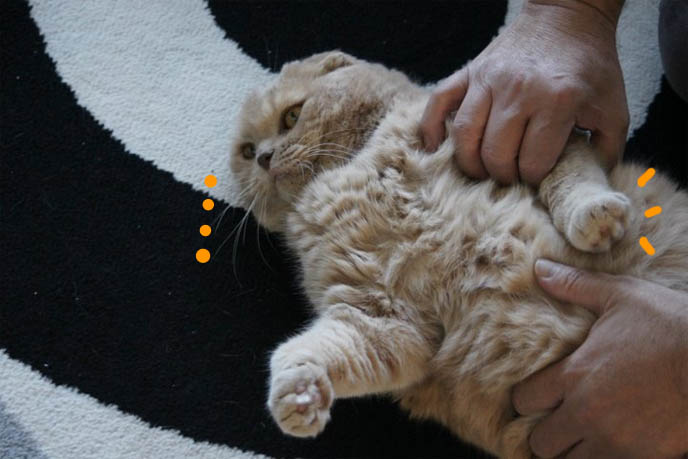 Japanese Scottish Fold cat, earless kitten lying on back, big fat stomach cat purring.