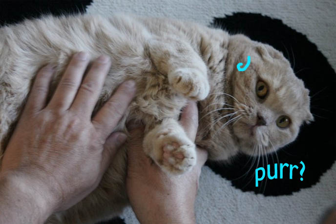 Silly cat face, photo of cat lying on back with big eyes, foldy ears