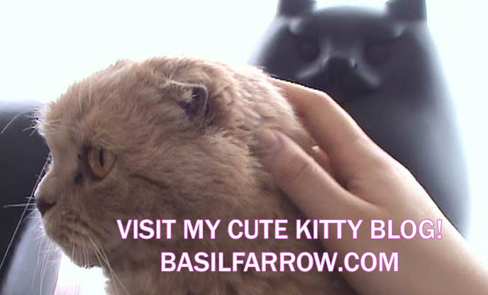 keep cats cool during hot weather, how to care for pets during summer tips, brush and shave long cat fur, prevent pets heatstroke, instructional pet grooming video.