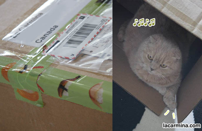 Sushi packing tape, scotch tape with cute designs, Japanese stationery. Cute Scottish Fold cat sitting jumping in cardboard box, Maru Japan cat video and blog.