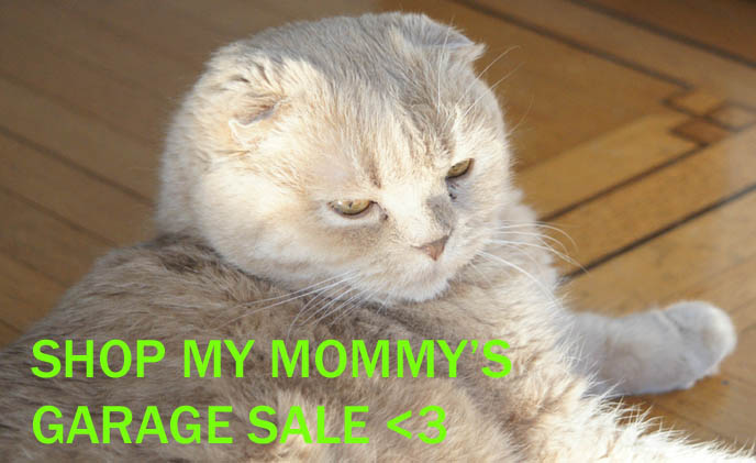 Cutest cat in the world, adorable kitten, cute close-up on baby Scottish Fold cat face, award winning show cat, breeder of flop-eared coupari cats, Basil Yuen Farrow.