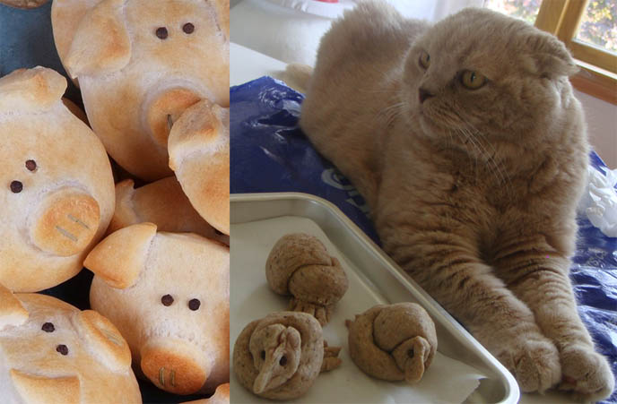 pig bread, cute baked bird bread, how to bake cute animal bread rolls with faces, adorable faces on bentos, cute yummy time. Cutest Scottish Fold cat with tiny ears, earless cat or kitten from american breeder, piggy shaped rolls