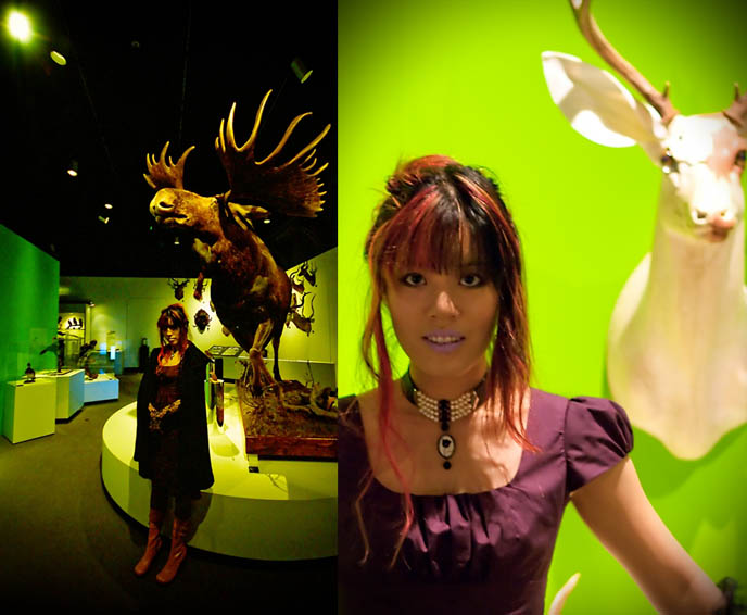 stuffed deer heads, game animals, lime green painted walls, Vancouver Museum exhibit on stuffed animals, black peace now vampire cape, designer couture long black cape, goth macabre fashion, Taxidermy museum, Victoriana vintage home decoration, Doe Deere lime crime makeup, alternative Goth dress shopping and clothing, light purple lipstick, lavender lipsticks from Lime Crime, Gloomth gothic lolita dress, black long lace gloves, Asian retro vintage girlie photos.