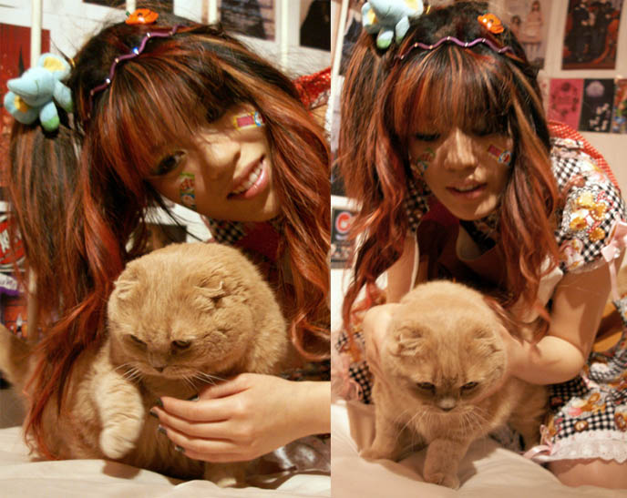 Scottish fold cat, toy kitty, cutest cat ever, Bodyline dress, sweet lolita fashion, kawaii jsk, rilakkuma bear apron, funny sanrio, baby the stars shine bright and gloomy bear, decora hair, japanese harajuku style, Doraemon bandaids, frilly lace pink bows lolitas, children's dress on woman, curled pink scene emo hair.