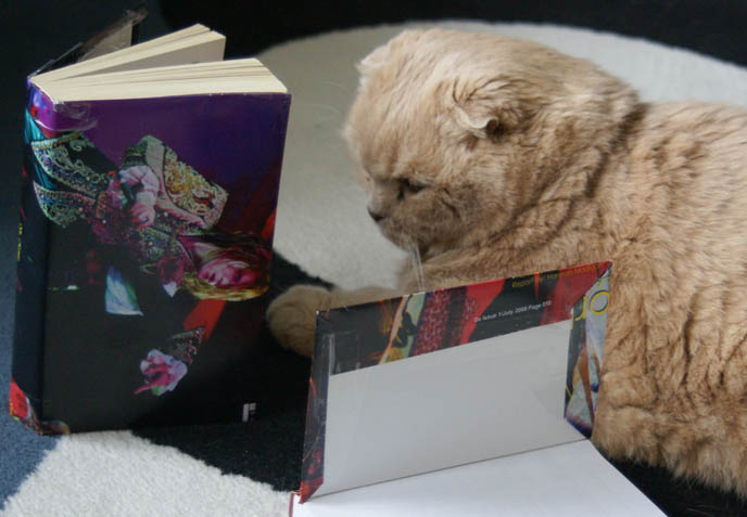 CUTE JAPANESE STATIONERY, PENS, DIY WRAPPED PAPER BOOK COVERS. MIYAVI & VERSAILLES J-ROCK CONCERT IMAGES, visual kei bands performance photos, scottish fold cat, fat yellow pet kitten with yellow eyes, cutest cat Japan, wrapped textbooks, cool book protective covers