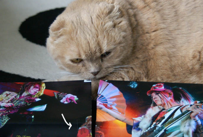 CUTE JAPANESE STATIONERY, PENS, DIY WRAPPED PAPER BOOK COVERS. MIYAVI & VERSAILLES J-ROCK CONCERT IMAGES, visual kei bands performance photos, scottish fold cat, fat yellow pet kitten with yellow eyes, cutest cat Japan, wrapped textbooks, cool book protective covers