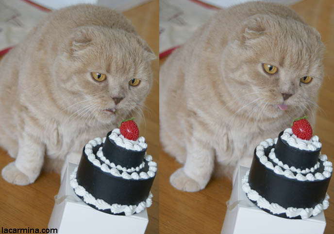 gothic lolita cake hat, small miniature cake on head by agentlover, goth birthday cake, Munchkin kittens Scottish folds purebred rare breed cat coupari fold fat cats cutest cute baby cuter kawaii Japanese La Carmina Basil Farrow plump furry overweight  猫  可愛い  かわい  pet cat suntan tanning cats kitten humor pets funny  lolcat  playing  basil farrow  la  carmina  cutest japanese playing swatting claws scratch running upside down lie round  rare breed  flop eared  floppy  folded ears running jumps  pounces furry garfield animals  games playtime silly lolcat