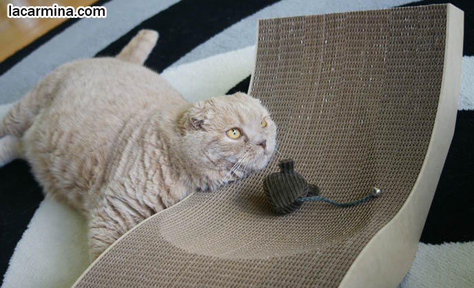 cute scottish fold cat, round yellow face, longhair purebred cat show winner, weirdest cat breeds, GOTHIC LOLITA CLOTHES FOR SALE! BUY HARAJUKU JROCK CLOTHING ONLINE. CONTEST TO WIN A MARMALADE CAT SCRATCHER CHAIR, giveaways blog contests, cheeky chaise, designer modern pet furniture WIN MODERN CAT SCRATCHER CHAIR, PET FURNITURE GIVEAWAY CONTEST! SCOTTISH FOLD TO BE ON CATS 101 TV SHOW, ANIMAL PLANET DISCOVERY CHANNEL.