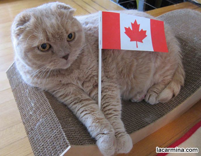 Cute+canada+day+pictures