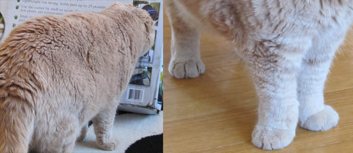 cat with sideways pointing feet, big paws, fat pawed scottish fold kitten, cat yawning, lolcat funny face, yellow scottish fold cats, breeders for fold eared kittens, coupari, basil farrow, round fat face cat, small ears, big mouth