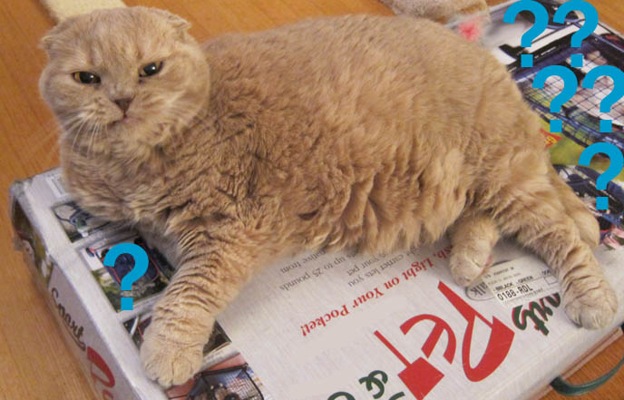 angry cat, frowning mad cats, funny face scottish fold kitten, cat hissing, lolcat funny face, yellow scottish fold cats, breeders for fold eared kittens, coupari, basil farrow, round fat face cat, small ears, big mouth