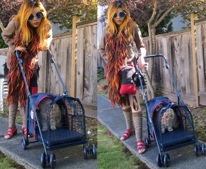 BASIL IN A CAT STROLLER! CRAZY CAT LADY OUTFIT, SPOILED PAMPERED PET