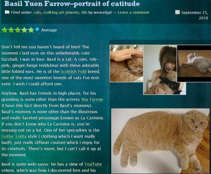 OUTDOOR VS INDOOR CATS. FAT CAT WAITING AT WINDOW SILL FOR FRIEND, TWO CATS PLAYING, STARING AT EACH OTHER. FAT GARFIELD CAT, YELLOW OVERWEIGHT SCOTTISH FOLD. Cutest cat ever, cutest cats in the world, best cats, RARE BREED felines, FAT CATS, yellow cream male british shorthair, TINY FOLDED EARS SCOTTISH FOLD PUREBRED CAT, BEST QUALITY SHOW BREED SCOTTISH FOLDS, CATS WITH NO EARS. sCOTTISH FOLD BREEDER KITTENS, スコティッシュフォールド, 猫