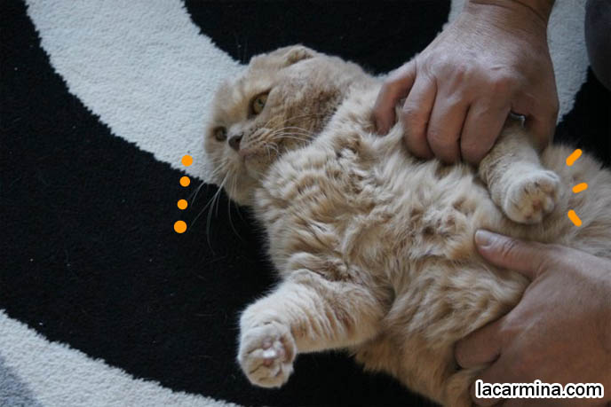 cat purring, adorable cute fat kitty cat, humor comic strip