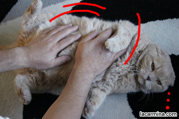 Scottish fold cat purring, adorable cute fat kitty cat, Japanese famous kitty bloggers