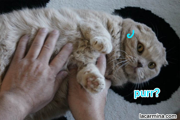 Purr cat, fat Garfield purring, adorable cute fat kitty cat, meow humor manga kawaii
