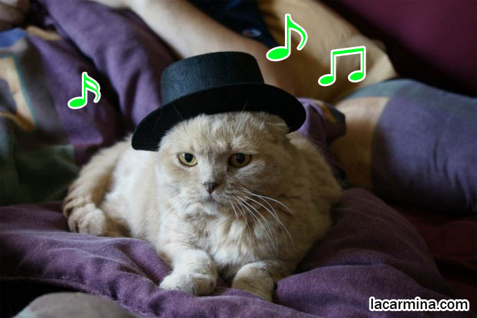 スコティッシュフォールド Japanese cat blogs, Scottish Fold cute kitty, rare purebred kitten, lolcats and funny cat photos.