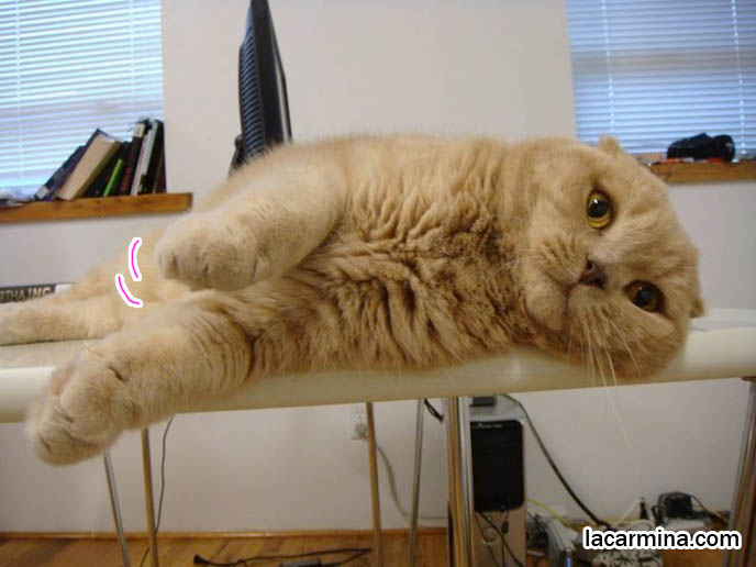 cat lying on side on table, paws in air, Scottish fold doing the twist