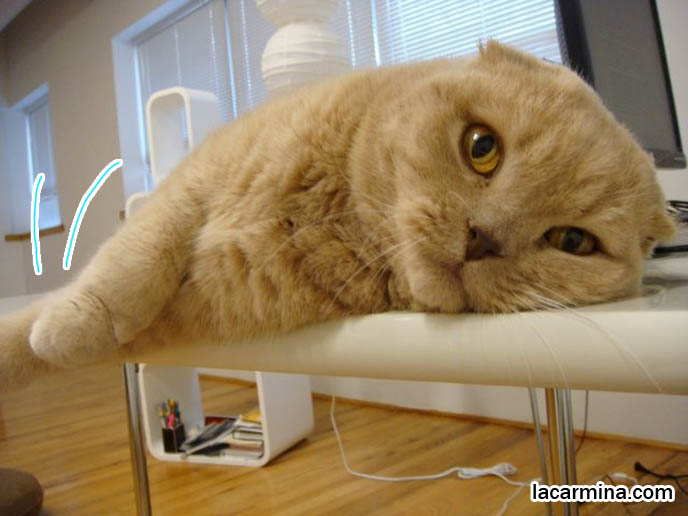 baby cat, cute cat face, scottish fold ears and big giant paws, pet yellow cat Garfield