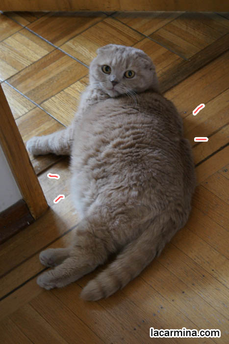 スコティッシュフォールド, kawaii neko, maineki Scottish Fold, fat cute pet cat, kitty-chan Hello Kitty.