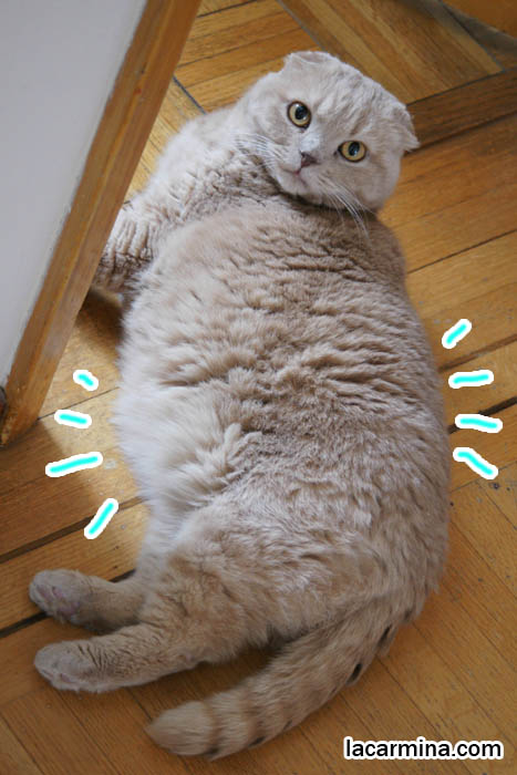 Fat furry cats