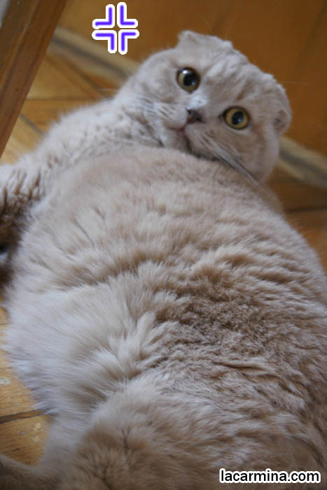 Silly face cat, funny expression kitty, lol cat, lolcats humor, funny cat photos daily, pet humor, cute overload animals.