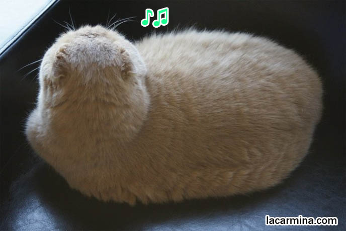 スコティッシュフォールド, 猫, kawaii neko, fat silly Scottish Fold, curled up cat, kitty pillow or cushion.
