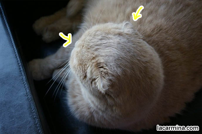 スコティッシュフォールド, 猫, Scottish Fold relaxed sleeping cat, tiny folded flop ears kitty, small snout, round fat face.