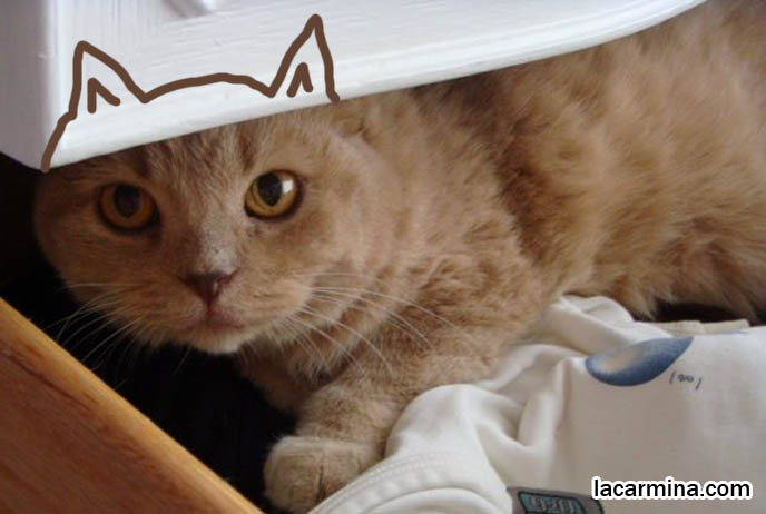 funny photos of kitty, cat in dresser drawer, hiding lolcat. スコティッシュフォールド, 猫, Scottish Fold with ears, Maru cat in box.