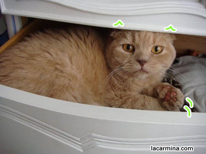 Beautiful cat, yellow purebred Scottish Fold, yellow eyes brown nose, hiding in drawer, brown fur baby bear.