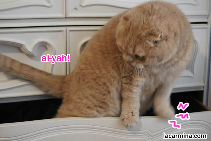 スコティッシュフォールド, Scottish Fold cat pushing, big fat paws, sideways feet cute kitty, lolcat blog