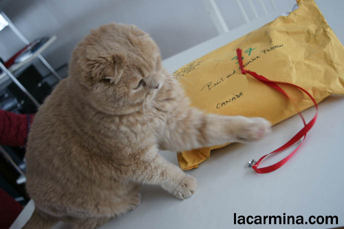Cute cat playing with string, swatting ribbon, adorable fat Garfield cat, yellow or orange pet cat, bear owl scottish fold Basil Farrow.