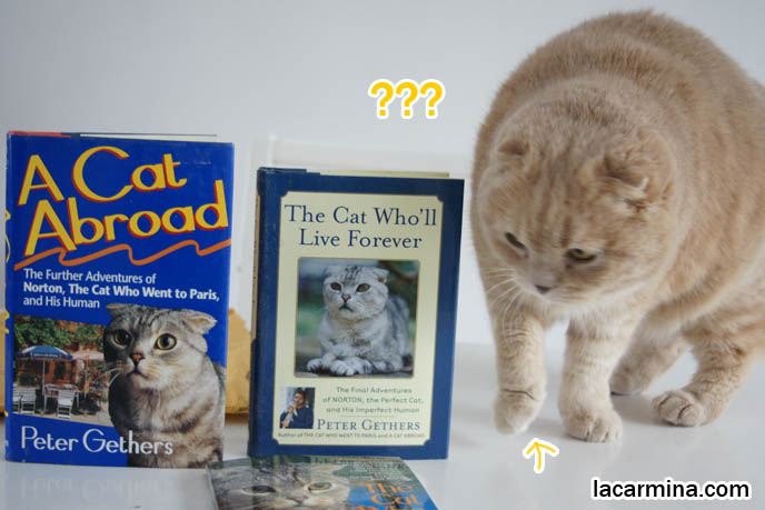 スコティッシュフォールド, 猫, Peter Gethers Scottish Fold books, Norton cat who live forever, fat furry silly cat, paws moving Basil Farrow.