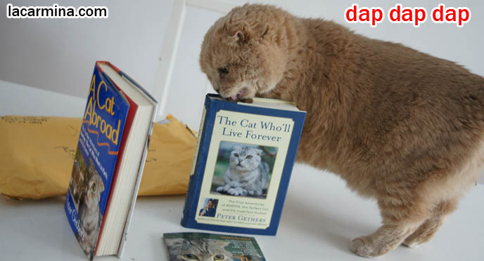 スコティッシュフォールド, Scottish Fold cat sniffs books, Peter Gethers and cat Norton, author of books A Cat Abroad, book cover, Cat who will live forever, cat who went to Paris