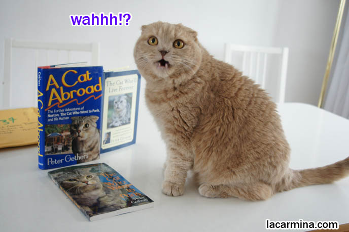 Peter Gethers or Russell Andrews author, novelist, writer of Scottish Fold cat books, Norton A Cat Abroad book cover photo, kitty meowing big open mouth.