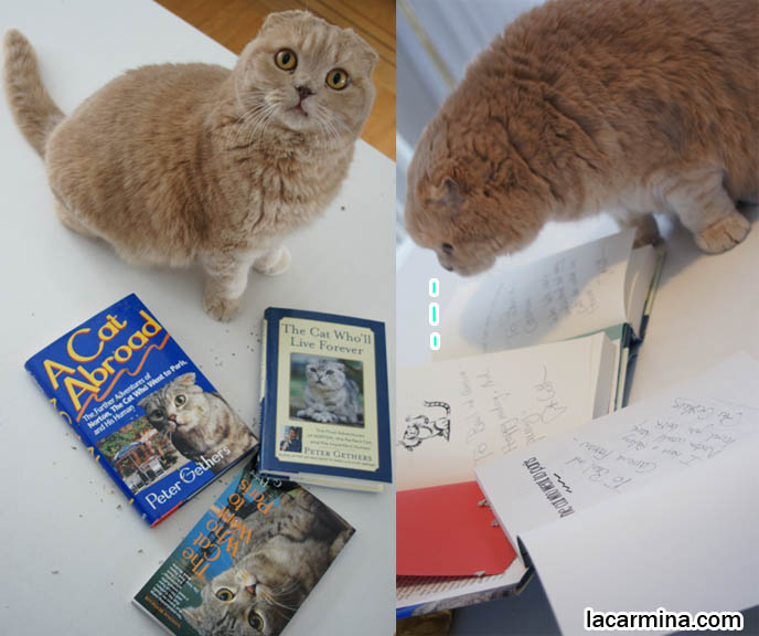 Cute cat Basil Farrow, Japanese cat bloggers, cat reading books, funny lolcat, silly photos, kitten pet humor.