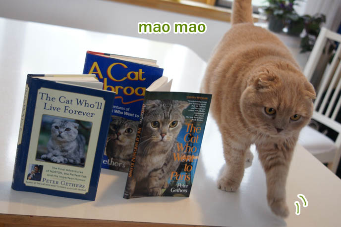 Cute overload cats, kitty walking, big tiger paws, lion colored cat, teddy bear cat, owl faced scottish fold or coupari.