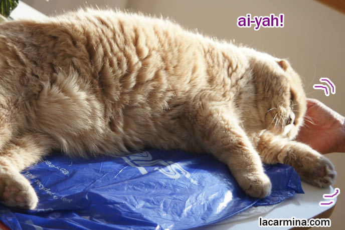 スコティッシュフォールド, 猫, Scottish Fold cat being rubbed, cat cheeks, petting cute kitty, fat cat lying on side under sun, suntanning kitten.