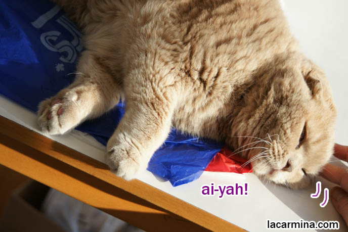 スコティッシュフォールド, Scottish Fold cat with eyes closed, cute cat lying under sun, comfortable furry lolcat