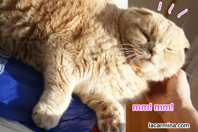 fat face cat, eyes closed, funny silly W mouth kitty, comic strip manga about Scottish Fold cat, Japanese kitty blog.
