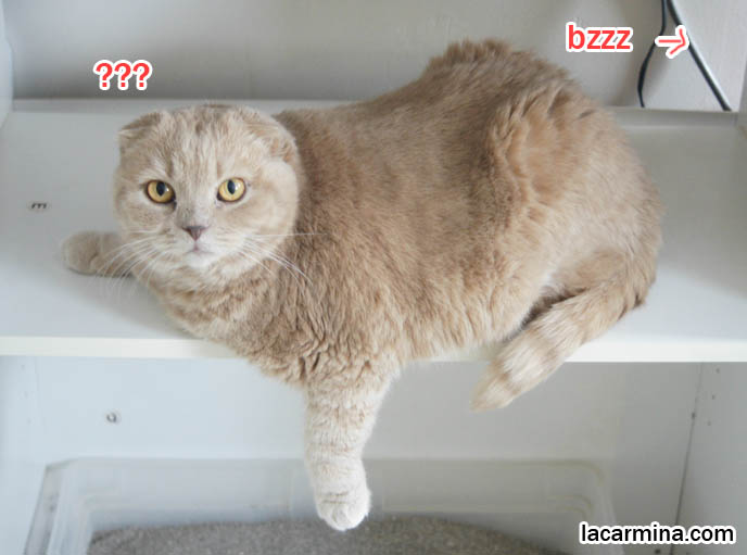 スコティッシュフォールド, 猫, Scottish Fold cat sitting on shelf, silly innocent face cat, curious kitty with yellow eyes, blond fur.
