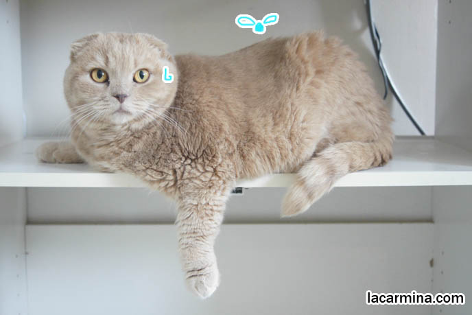 スコティッシュフォールド, funny silly face cat, cat sweating and scared of fly or insect, tiger striped tail cat, scottish fold eared rare breed