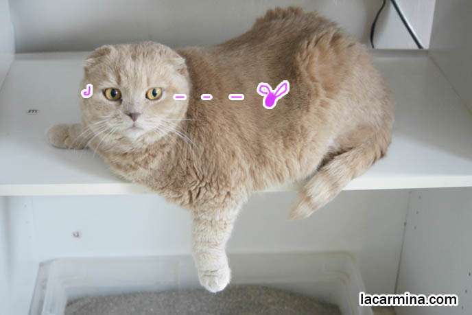 fat adorable Scottish Fold cat, show cat, prize winning purebred cat.