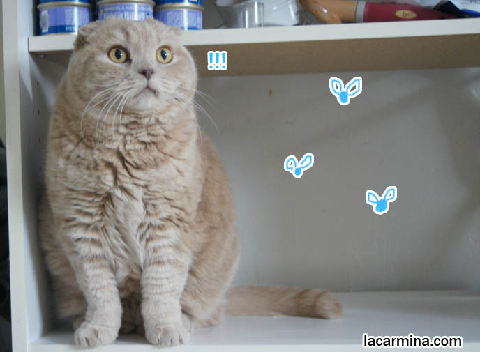 silly face lolcat, sideways feet, funny big paws, tiger striped kitten.