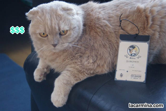 silly face lolcat, lazy cat, pet kitty photos, funny pet animal pictures, cute baby animals, kawaii overload.