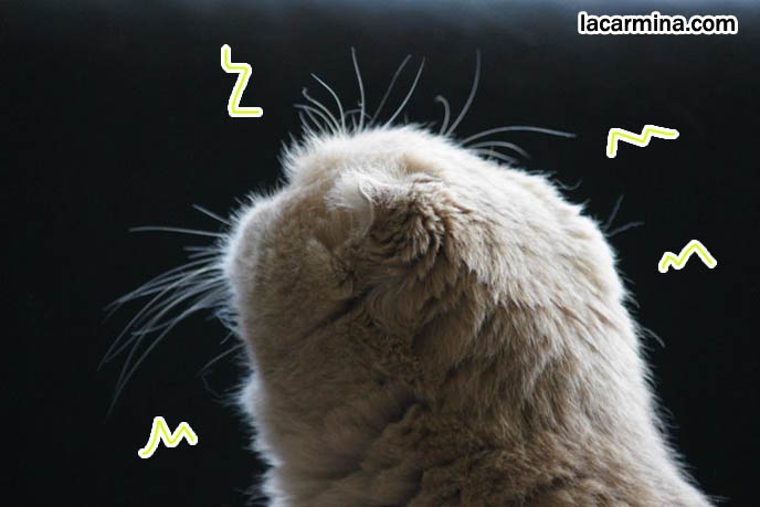 スコティッシュフォールド, 猫, Scottish Fold cat profile, short muzzle cat, short nose, folded ears side view cat.