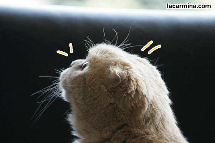 スコティッシュフォールド, Scottish Fold side view, profile of face, closeup, tiny folded ears, smallest ears kitty, short muzzle squished nose like Siamese